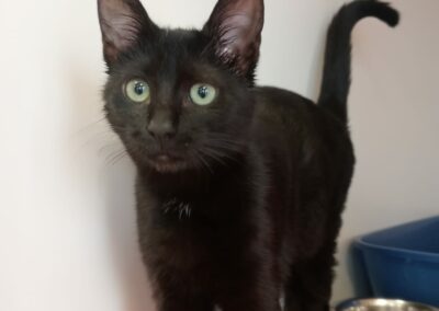 Rusty – Adopté en Décembre 2024