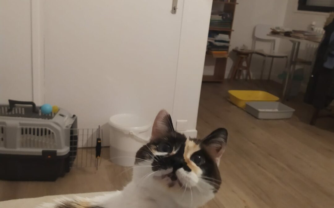 Jenny – Adoptée en Janvier 2025