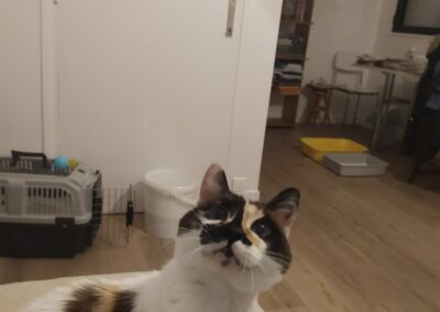 Jenny – Adoptée en Janvier 2025