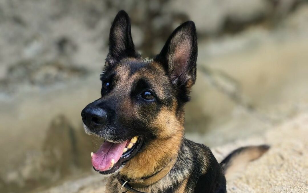 Cheyenne