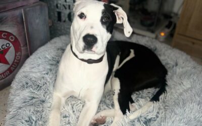 Choupi – Adopté en Janvier 2025