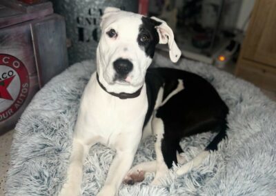 Choupi – Adopté en Janvier 2025