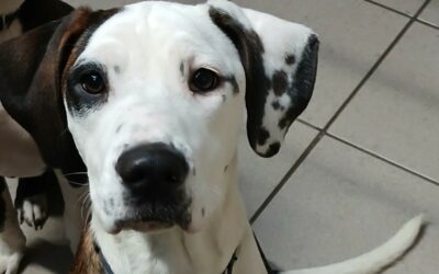 Mila – Adopté en Janvier 2025