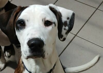 Mila – Adopté en Janvier 2025