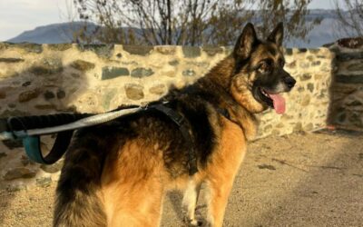 Nounours – Réservé