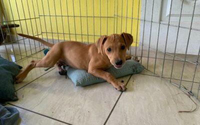 Vanille – Adopté en Janvier 2025