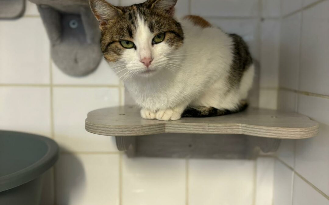 Azuki – Adopté en Décembre 2024