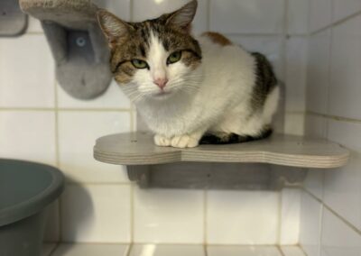 Azuki – Adopté en Décembre 2024