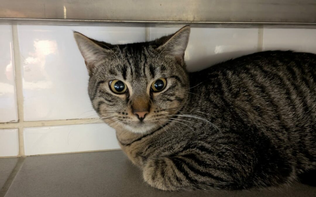 Timon – Adopté en Décembre 2024