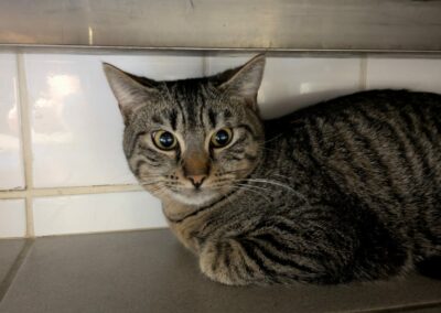 Timon – Adopté en Décembre 2024