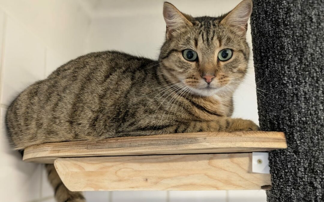 Kipi – Adopté en Décembre 2024