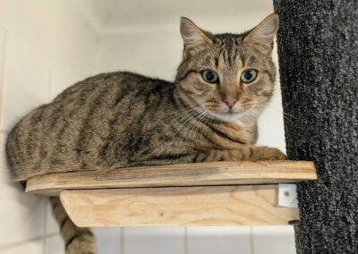 Kipi – Adopté en Décembre 2024