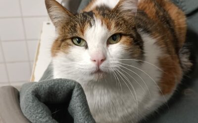Blossom -Adoptée en Janvier 2025