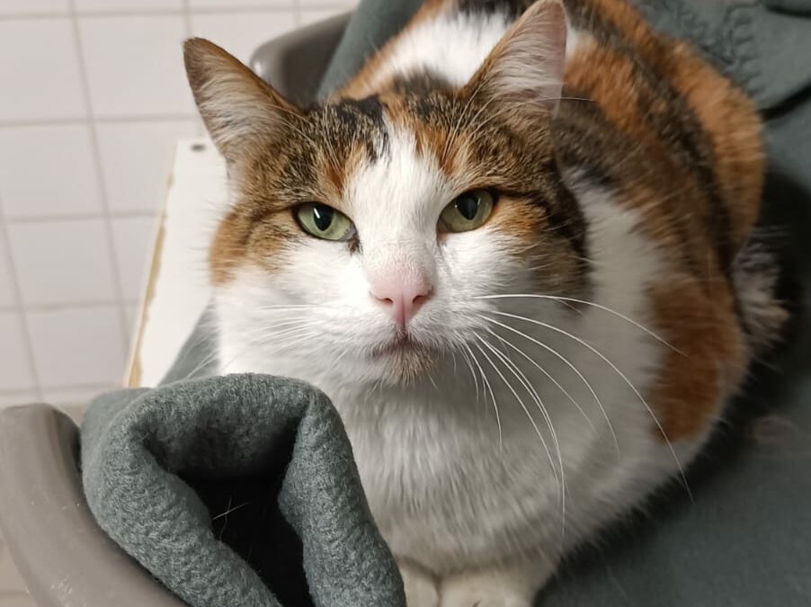 Blossom -Adoptée en Janvier 2025