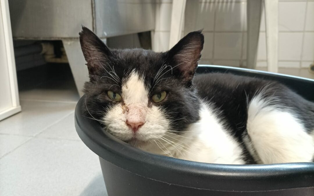 Nougat (FIV+) – Adopté en Février 2025