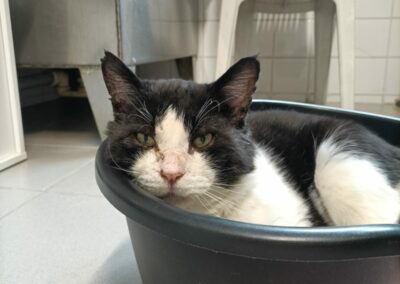 Nougat (FIV+) – Adopté en Février 2025