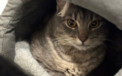 Lilo – Adopté en Mai 2025