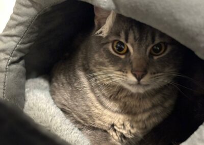 Lilo – Adopté en Mai 2025