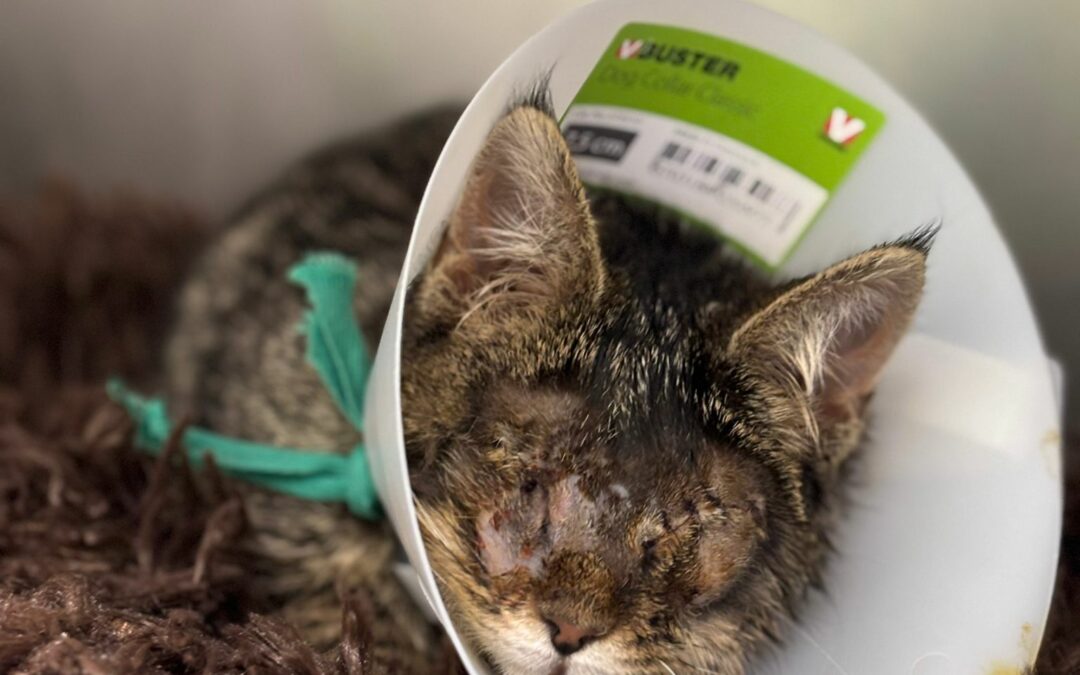 Goose – Adopté en Décembre 2024