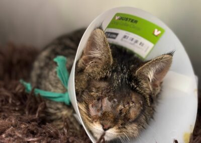 Goose – Adopté en Décembre 2024