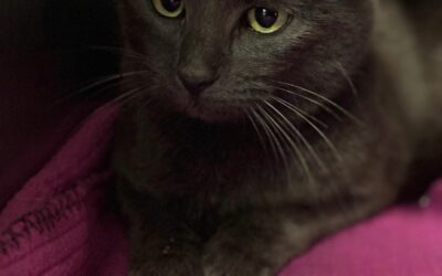 Ava – Adoptée en Août 2025