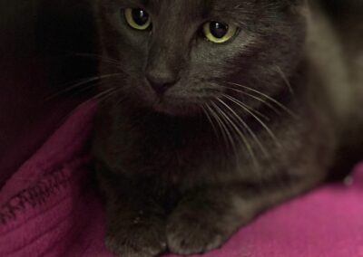 Ava – Adoptée en Août 2025