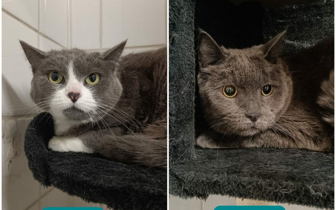 Lady et Jazzy  – Adopté en Février 2025