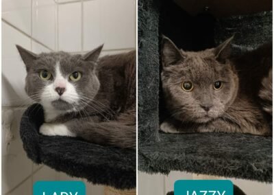Lady et Jazzy  – Adopté en Février 2025