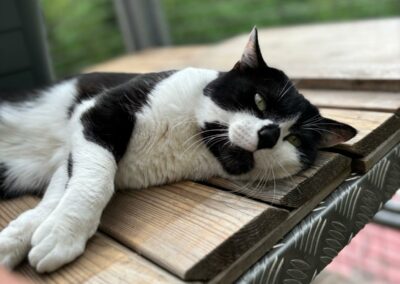Boogie – Adopté en Février 2025