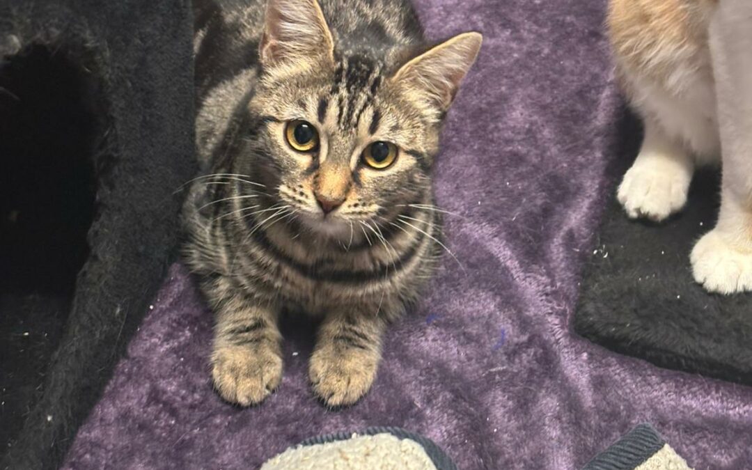 Felindra – Adopté en Janvier 2025