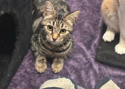 Felindra – Adopté en Janvier 2025