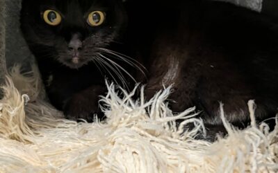 Pépita – Adoptée en Février 2025