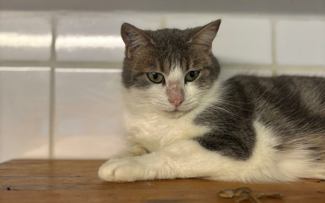 Chihiro – Adoptée en Janvier 2025
