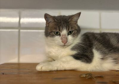 Chihiro – Adoptée en Janvier 2025