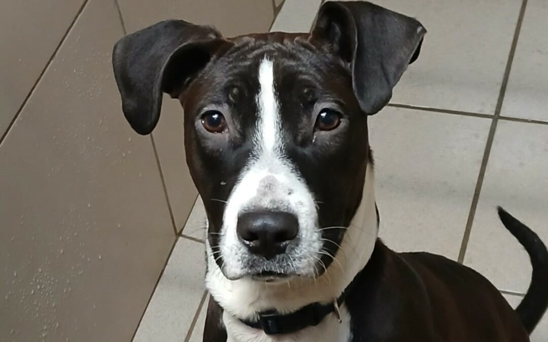 Xena – Adoptée en Février 2025
