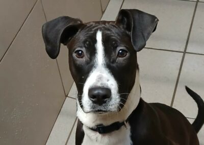 Xena – Adoptée en Février 2025