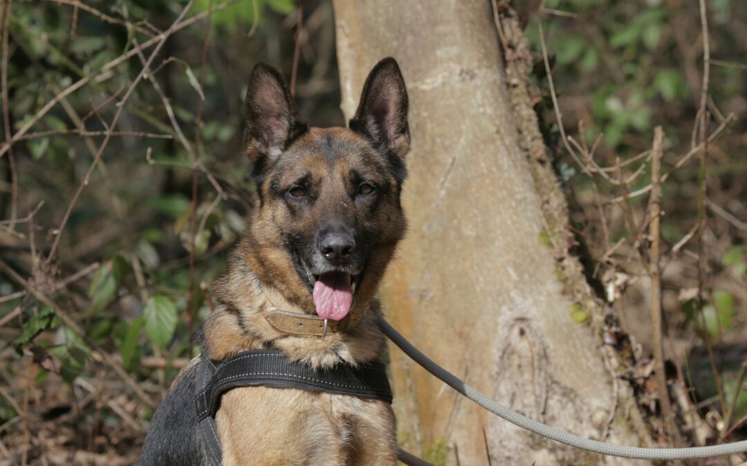Cheyenne