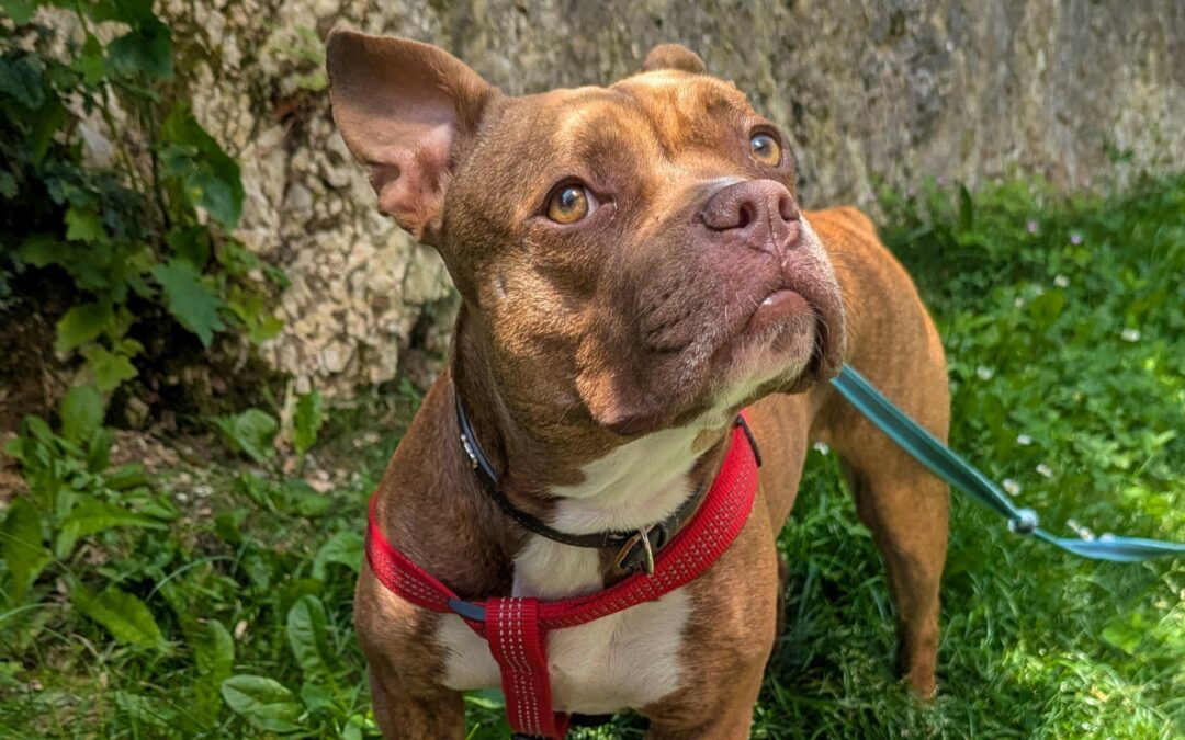 Sky – Visible en famille d’accueil