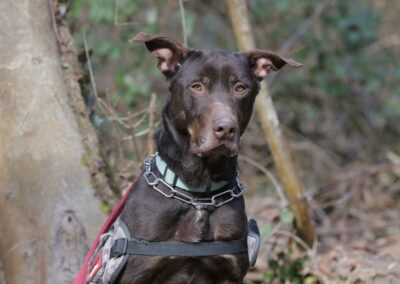 Kaizeur – Adopté en Mai 2025