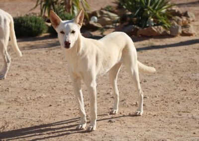 Kenza – Adopté en Février 2025
