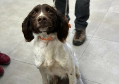 Lady – Adoptée en Février 2025