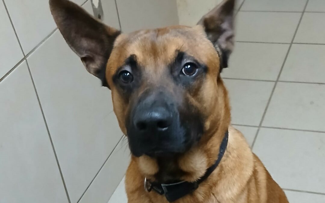 Paco – Adopté en Février 2025
