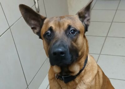 Paco – Adopté en Février 2025