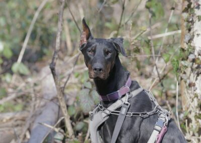 Queen – Adoptée en Juillet 2025