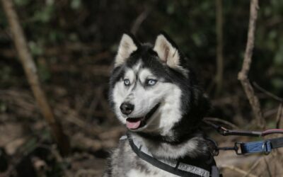 Roxy – Adoptée en Mars 2025