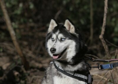 Roxy – Adoptée en Mars 2025