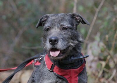 Shadow – Adoptée en Mai 2025