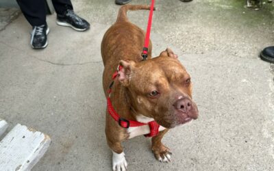 Nala “joue” au chien policier