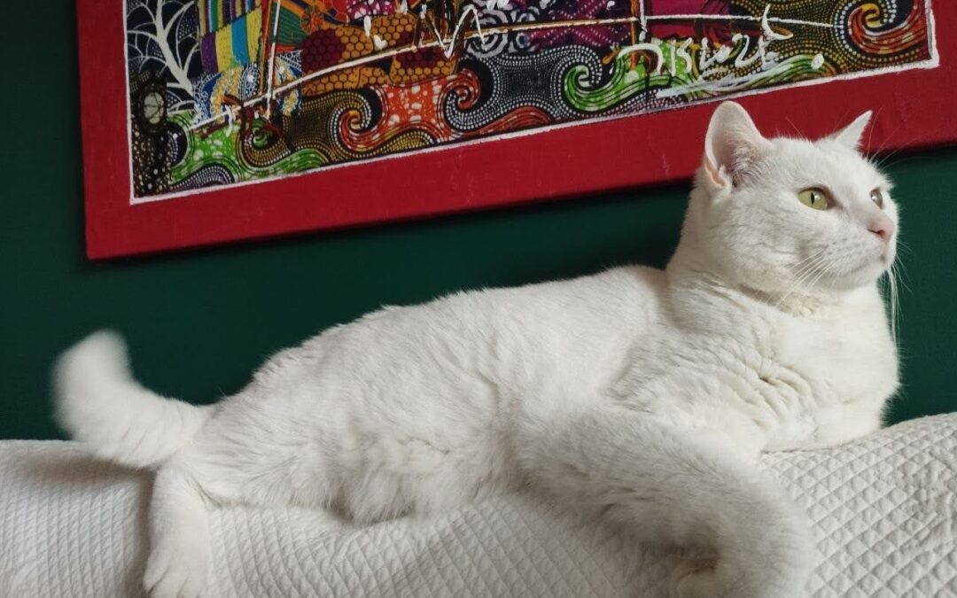 Snow – Adopté en Mars 2025