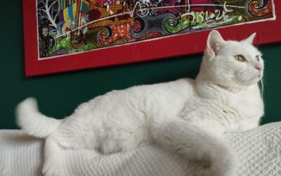 Snow – Adopté en Mars 2025